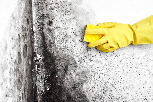 Best Mold Cleaning Services  in Rson, CA