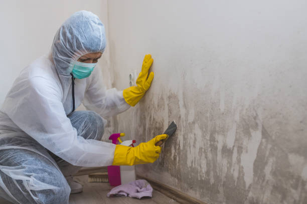 Best Residential Mold Removal  in Rson, CA