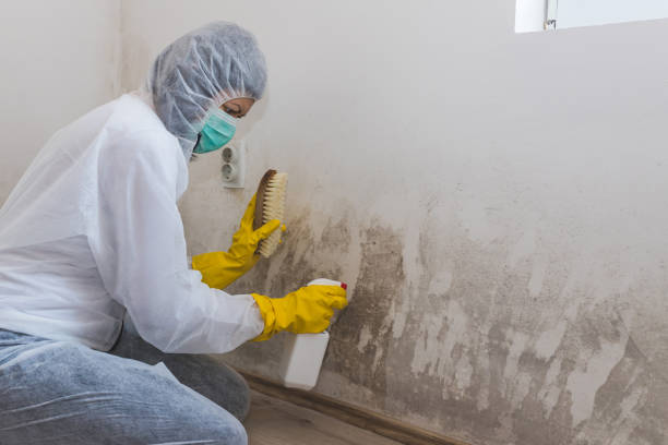 Best Mold Cleaning Services  in Rson, CA