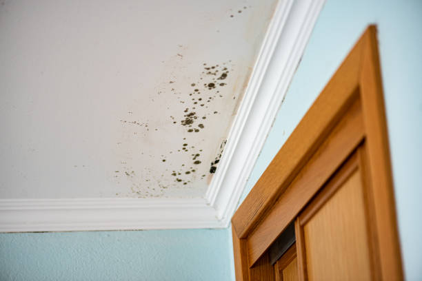 Best Local Mold Removal Service  in Rson, CA