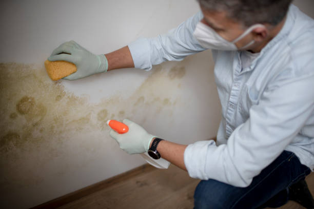 Professional Mold Removal in Carson, CA