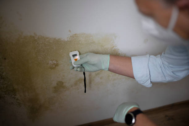 Best Residential Mold Removal  in Rson, CA