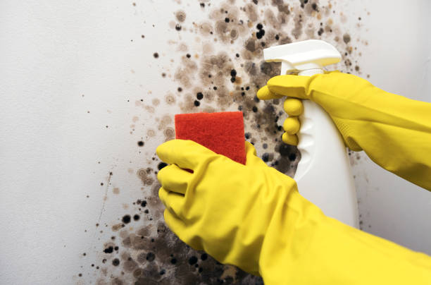 Best Emergency Mold Removal  in Rson, CA