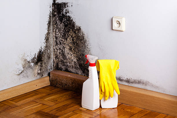 Best Mold Testing  in Rson, CA